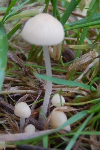 Marasmius sp