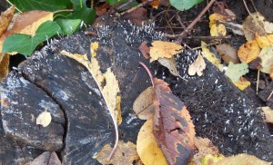 Candlesnuff or Stagshorn, Xylaria hypoxylon