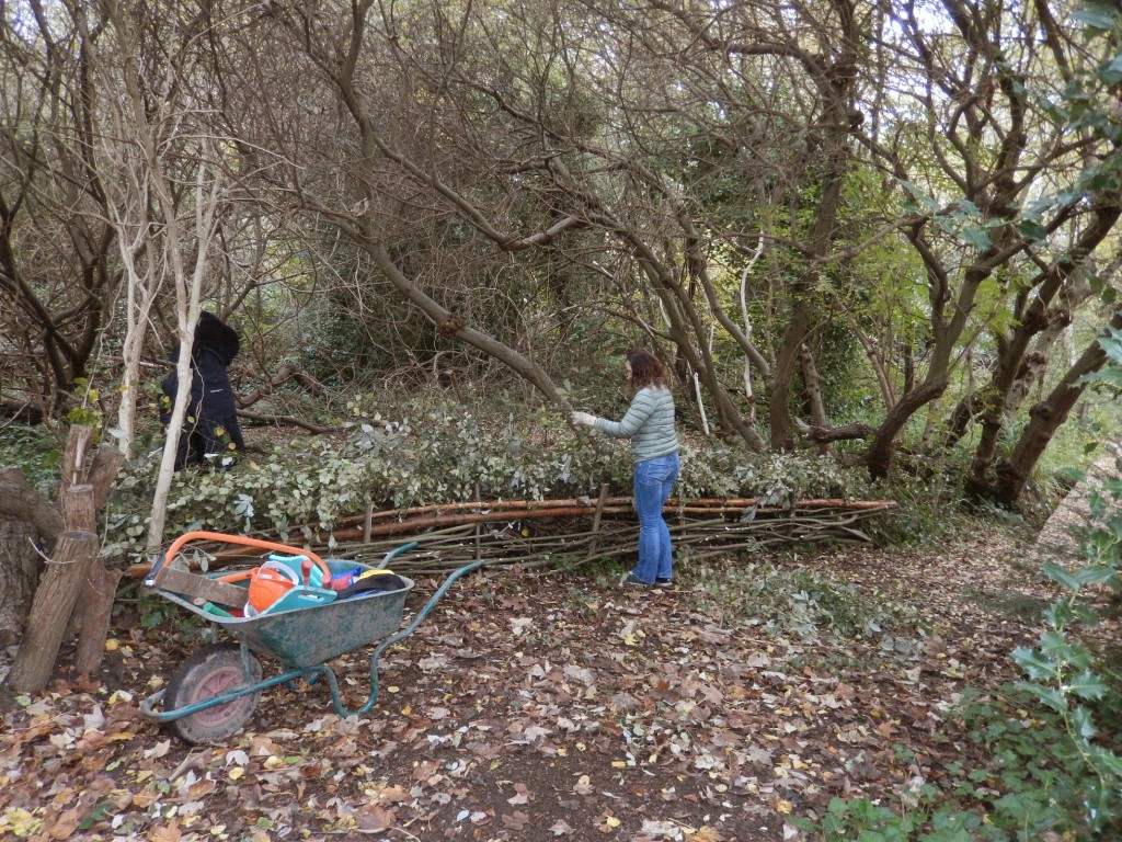 Raisa finishing woven fence with birch brash