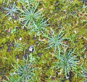 Plant stars in moss beside path