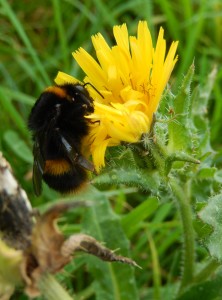 Drowsy Bufftail Bumblebee Queen on Perennial Sow-Thistle