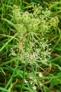 Pignut in flower in November