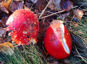 Fly Agaric Amanita muscaria (13 November)