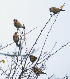 Goldfinches