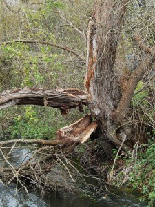 Broken Willow