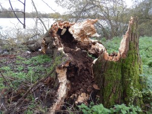 Spectacularly rotten hollow willow