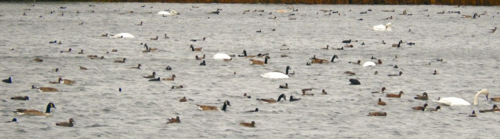 Lake covered in winter wildfowl