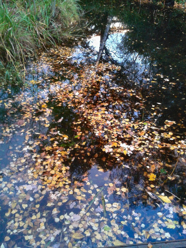Late Afternoon Golden Birch Leaves in Pond