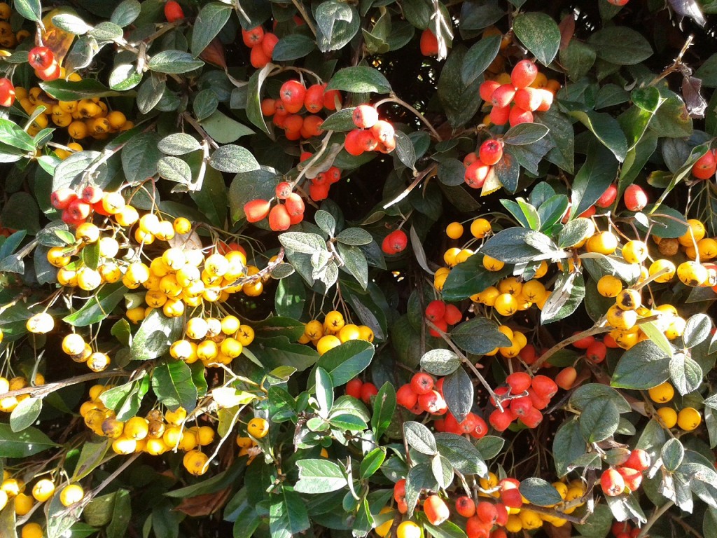 Orange and Red berries ready for Christmas