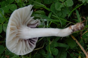 Snowy Waxcap Hygrocybe virginea