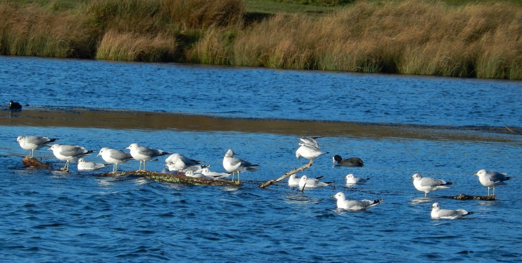 Flock of Common Gulls on Pen Ponds, Richmond Park