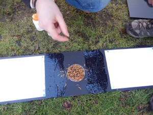 Clean paper, wet paint, food, paint, paper to slide into hedgehog tunnel