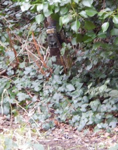 A Camera Trap in position for any small mammals in the grass