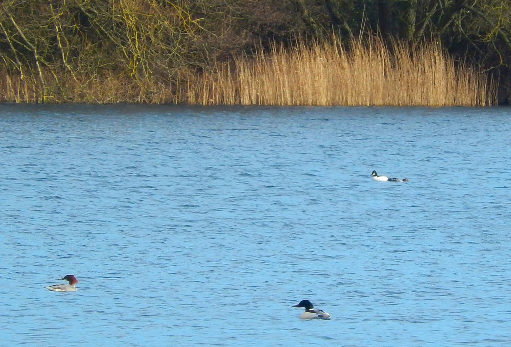 Pairs of Goosander and Goldeneye