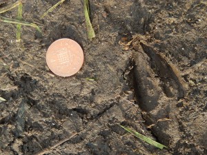 Muntjac print