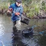 Desilting the pond