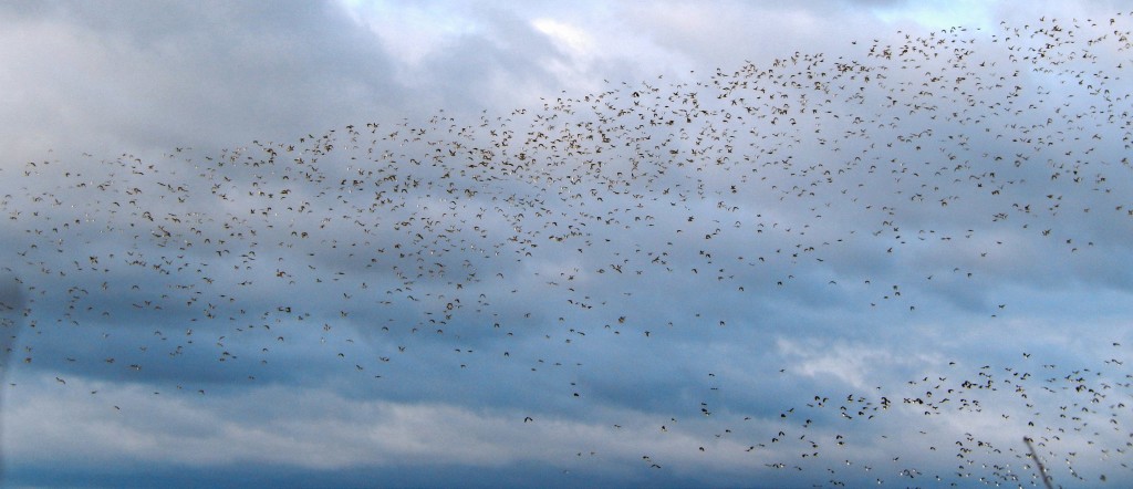 Thousands of Golden Plovers
