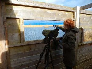 Golden Reedbeds from a hide with no roof