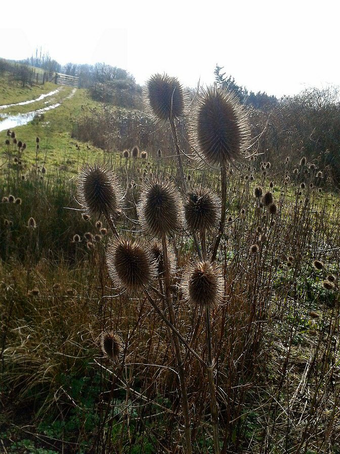 Teasels in Winter Sun