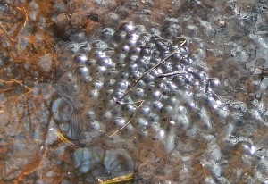 Frogspawn in Mangrove Swamp