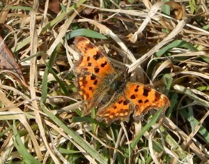 First Comma of the year!
