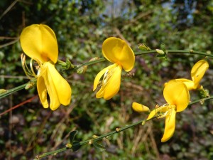 Spring! Broom in bloom