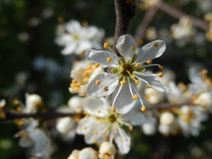 Blackthorn in Bloom