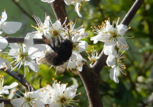 Black bumblebee on blackthorn blossom