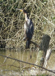 Cormorant perched by river