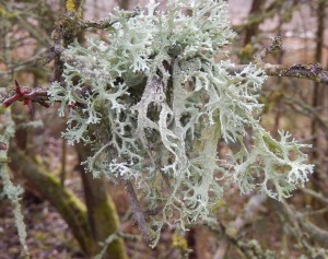 Evernia prunastri colony, always soft, and white below