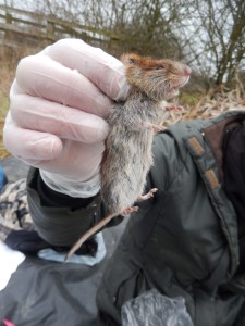 Gutteridge Wood Bank Vole