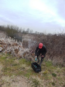 Gutteridge Wood Huma picking up trap by pond