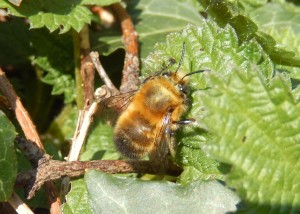 Hairy-Footed Flower Bee (Anthophora plumipes) male
