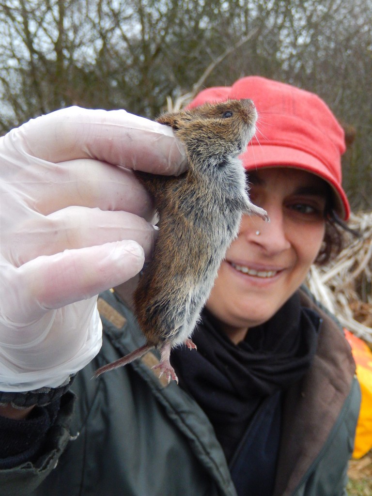 Huma happy with first Field Vole in hand