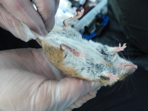 Mouse from M3 - hold still now
