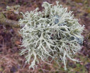 Ramalina colony