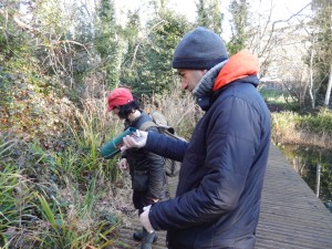 Was there a mammal in here? Inspecting one of the Waterside traps