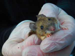 Wood Mice have big round ears