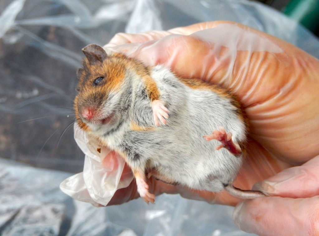 Wood Mouse has a yellow patch on chest