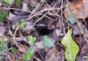 Woodmouse hole
