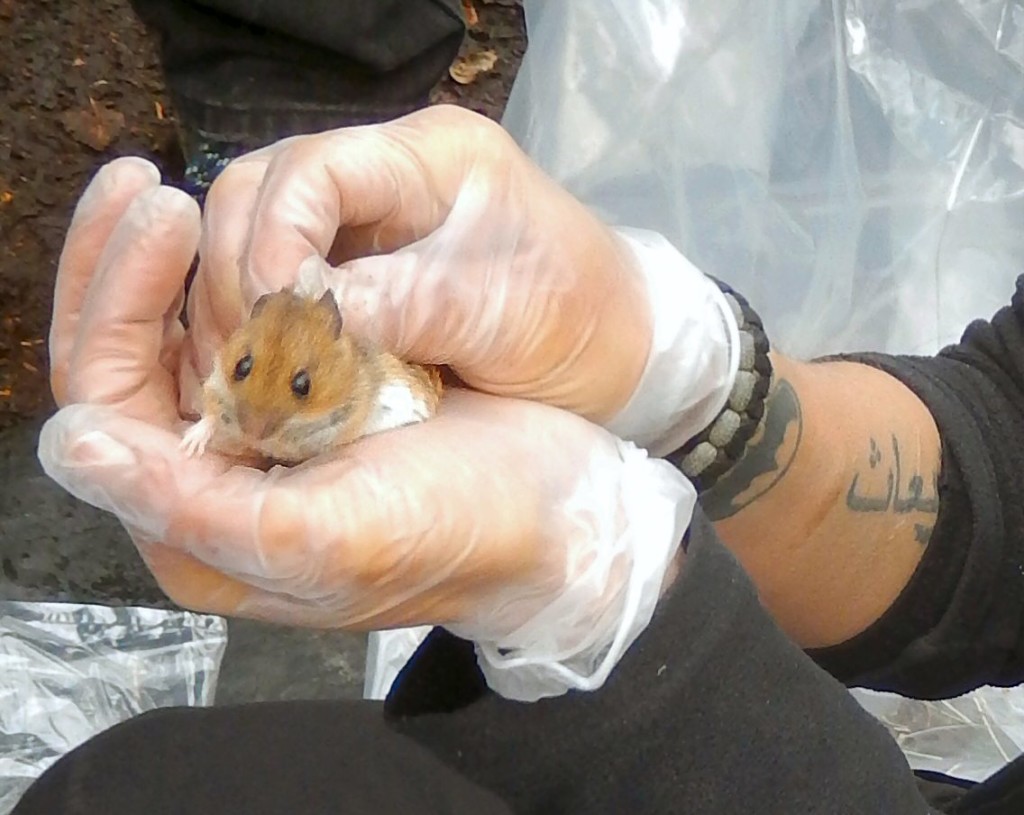 Woodmouse in hand