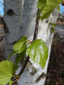 Birch in Fresh Green Leaf