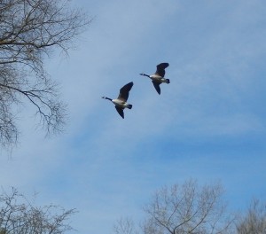 Canada Geese overhead