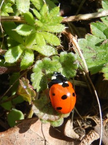 Seven-Spot Ladybird