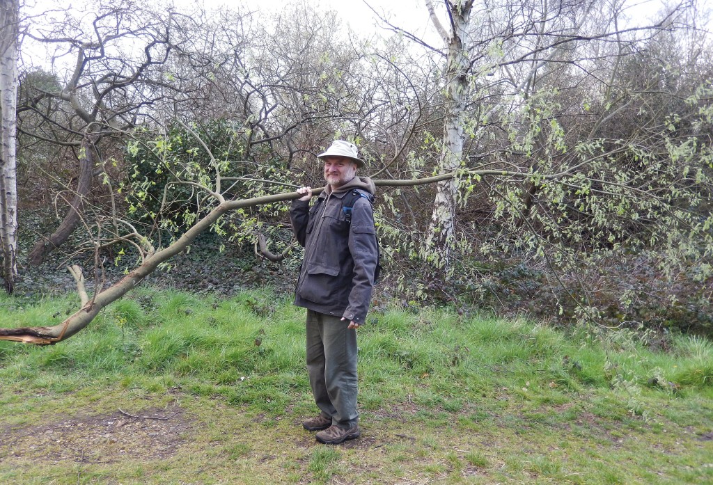 Carrying a branch after the storm