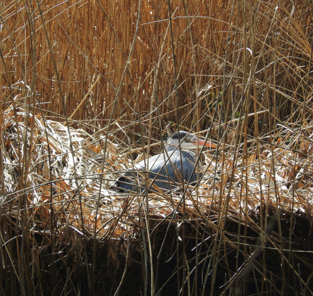 Ground-Nesting Heron a la Swan