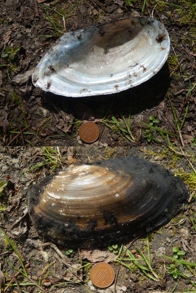 Freshwater Clam at Wraysbury