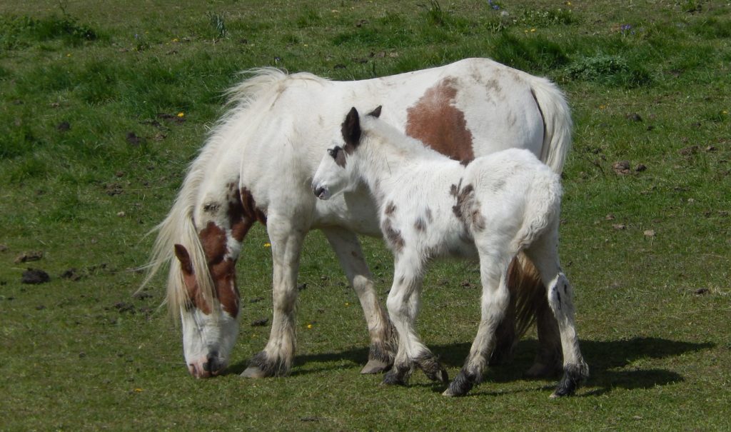 Mare and Foal