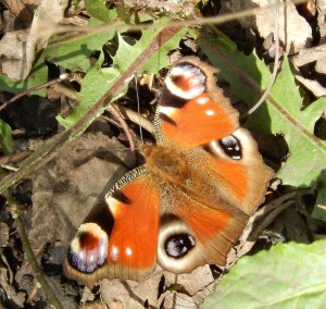 An early Peacock butterfly