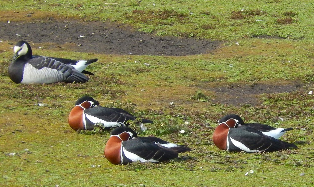 Red-Breasted Geese